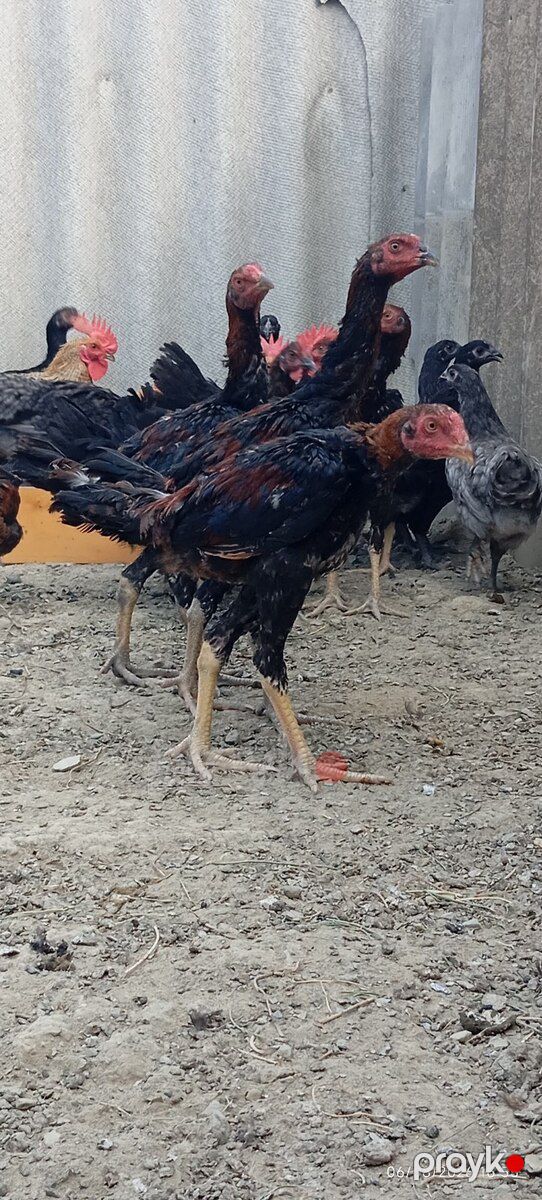 Heyratılar — Quşlar, Bakı (2)