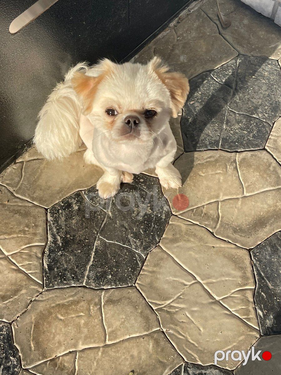Pekines — Köpəklər, Bakı (2)