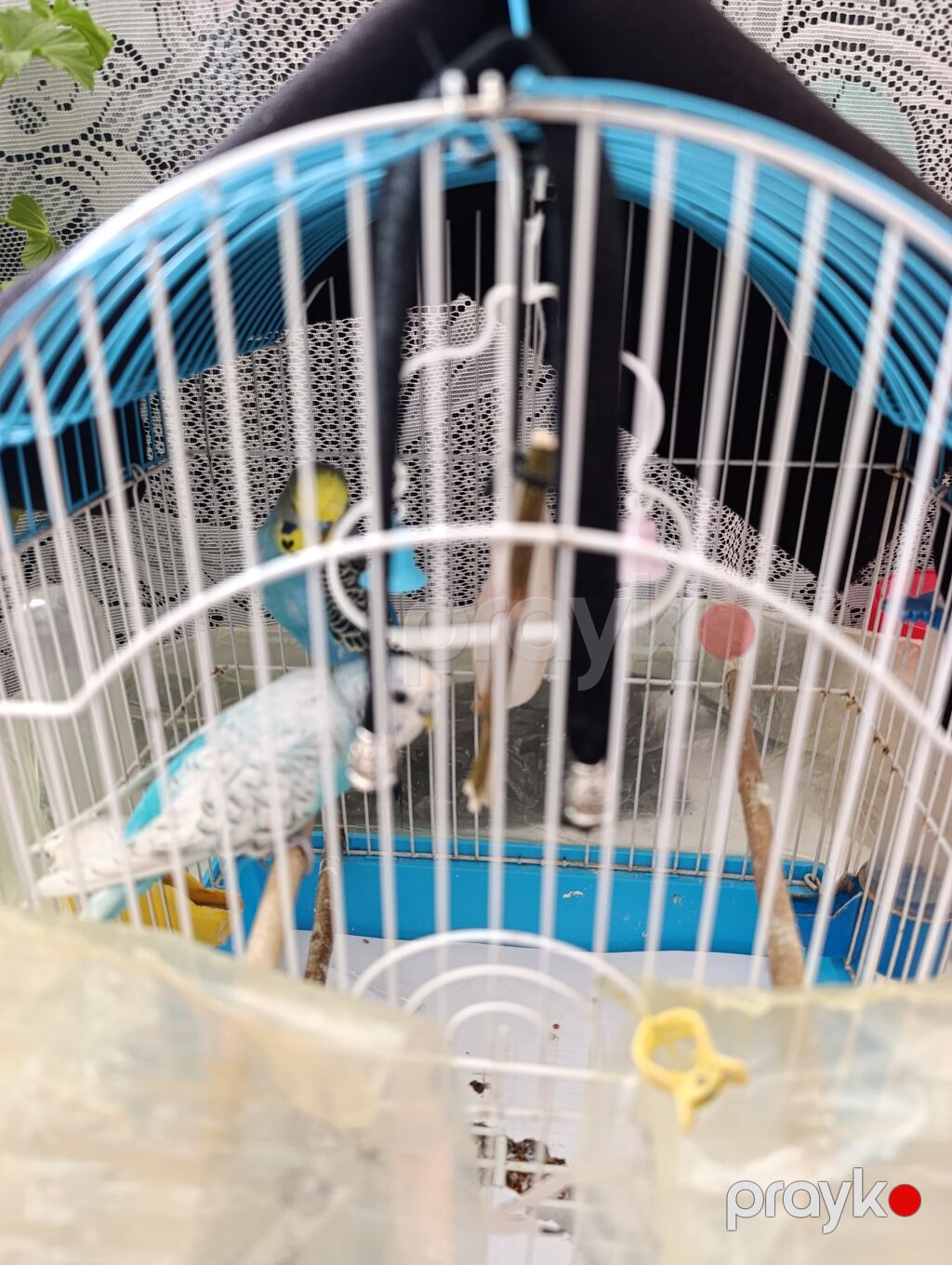 Dalmatin rəng çalarlarında 2 ədəd dalğıc (budgerigar) tutuquşu və — Tutyun papağayı, Bakı (2)