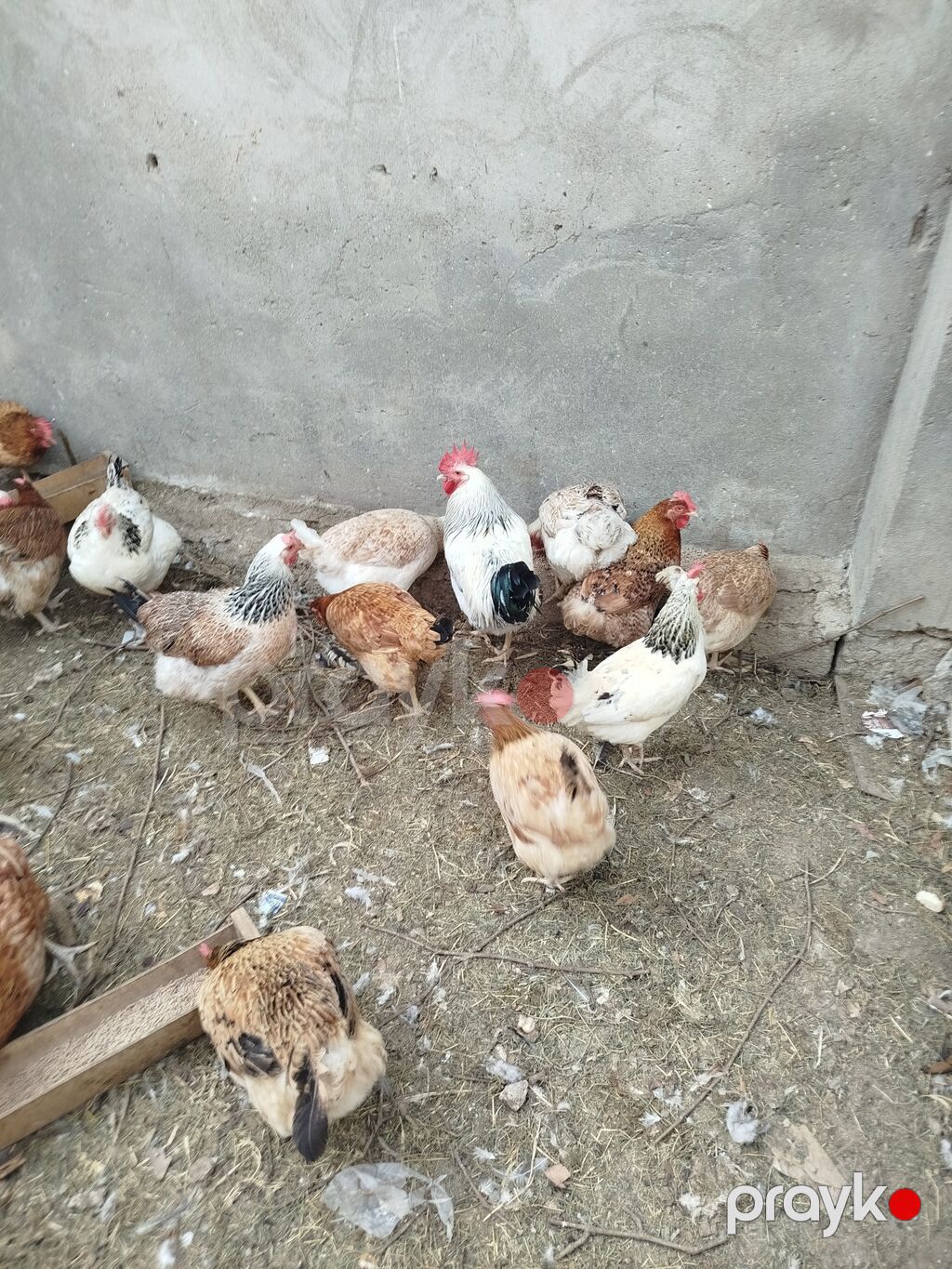Toyuq, Yumurtalıq — Toyuq və xoruz, Digah (5)