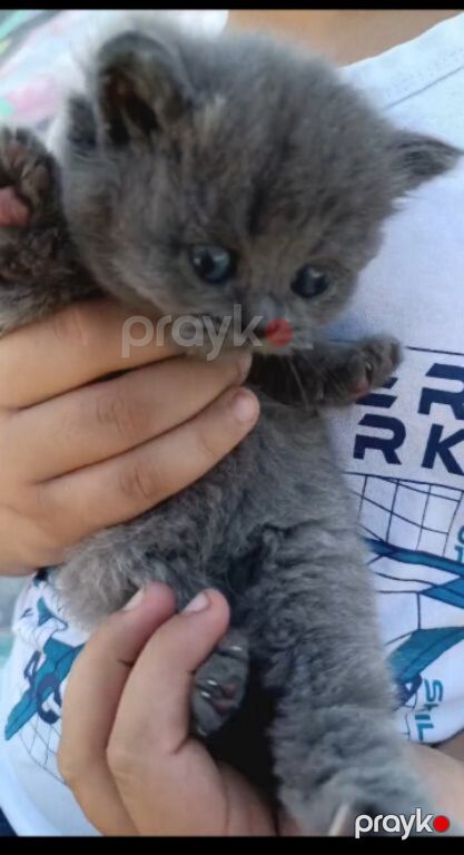 Британские котята — Pişiklər, Bakı (11)