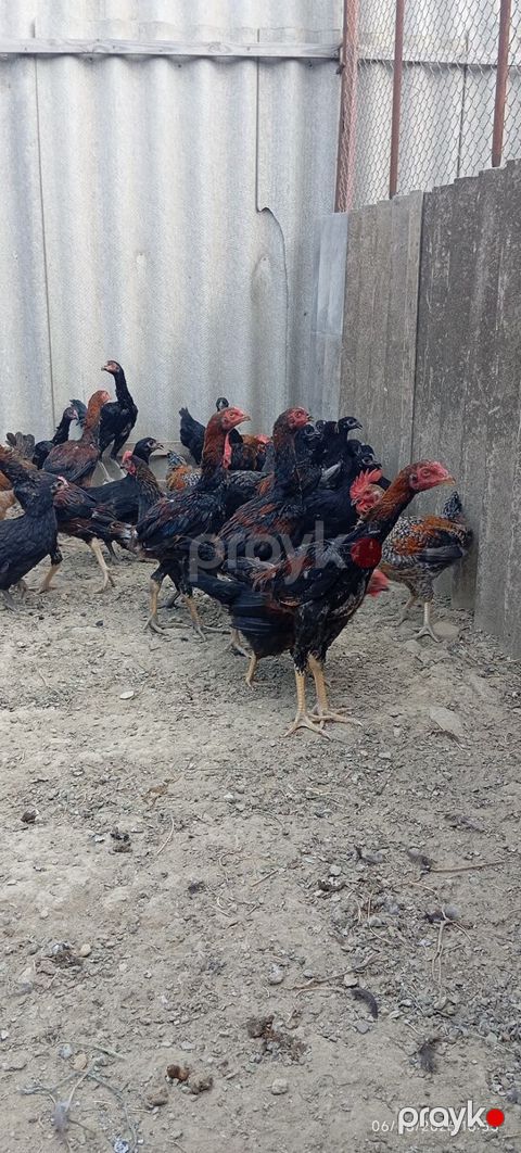 Heyratılar — Bakı