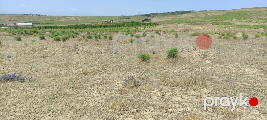 Satılır torpaq 81.5 sot — Torpaq, Bakı (4)