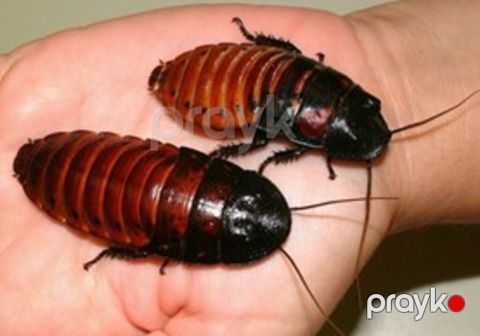 Madagaskar dekorativ böcəyi — Bakı