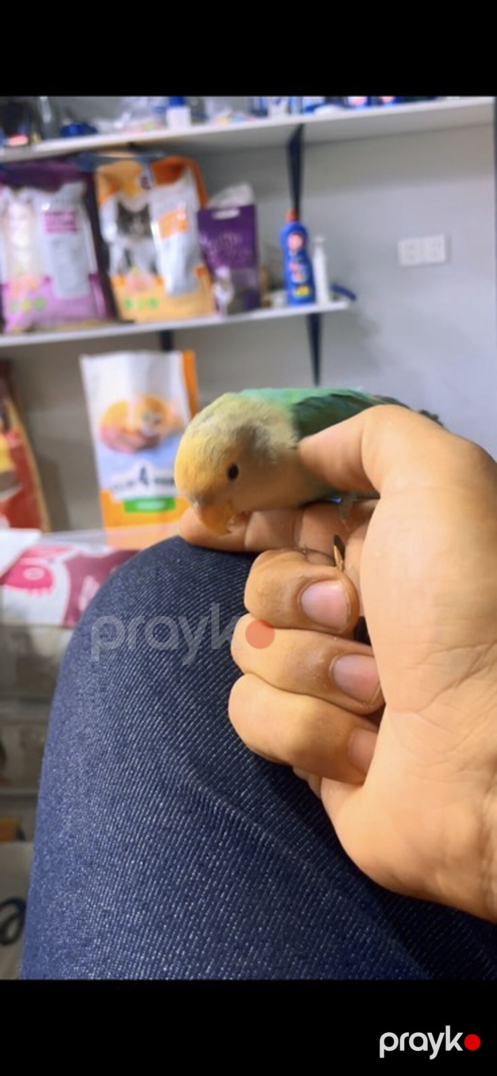 Növ: Agapornis (sevgi quşu) – əl öyrədilmiş Rəng: açıq sarı baş — Tutyun papağayı, Digah (3)