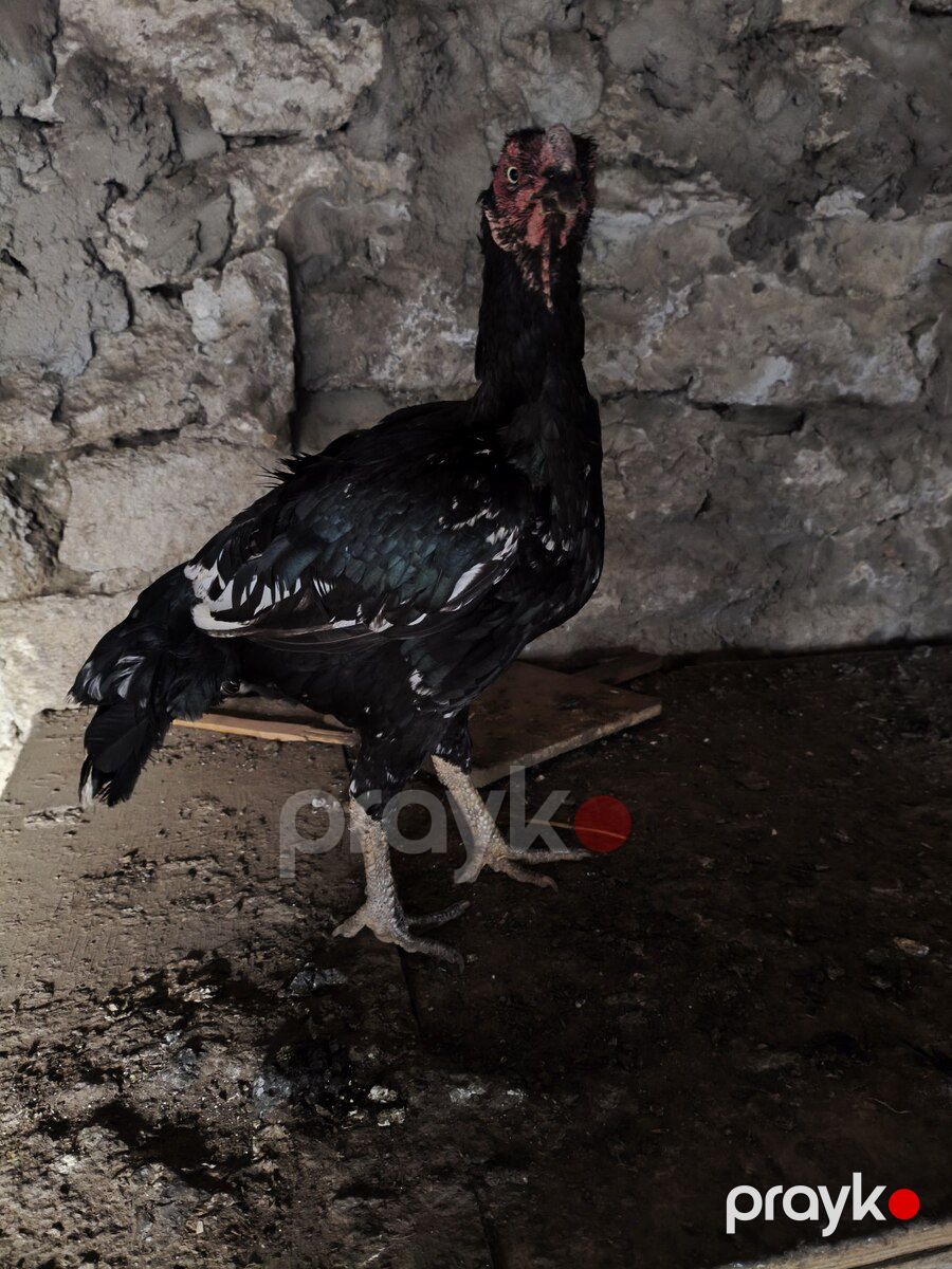 Heyratılar — Quşlar, Bakı (4)