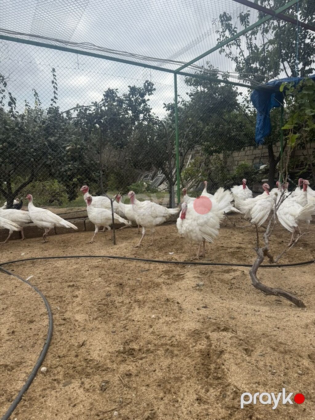 Saf qan Ağ Kanada cinsidir. 4 aylıqdır. Peyvendleri olub — Digərləri, Digah (2)