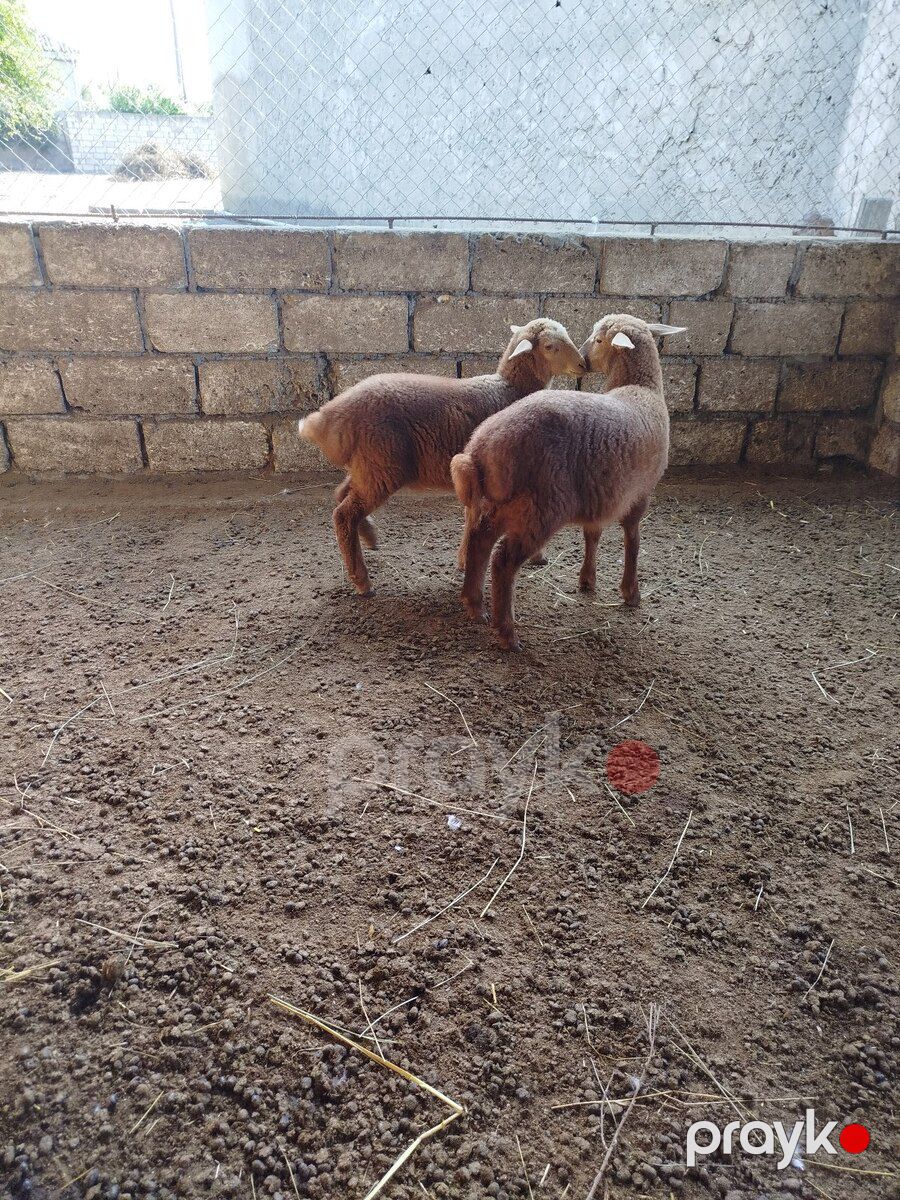 Quzu — Kənd təsərrüfatı heyvanları, Xaçmaz (3)