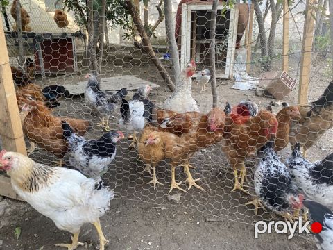Böyüklər 2kq 15 manat Balacalar 10 manat Təmiz Kənd Xoruzlarıdı — Qobu