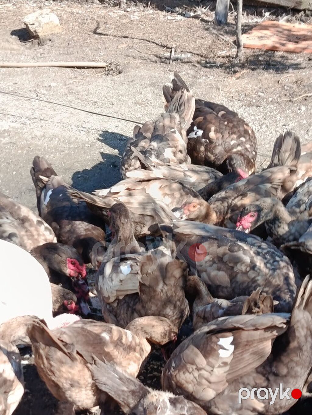 Oküz ördəyi– təsərrüfat üçün məhsuldar sürü Təsvir olunan fotolardakı — Digərləri, Digah (2)