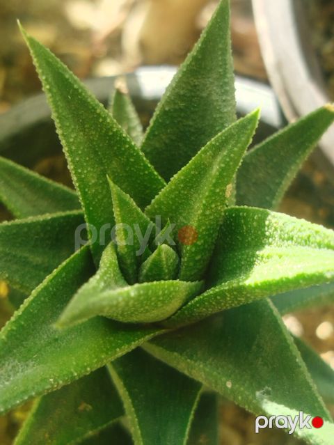 Sukulenta bitkisi – Haworthia (aloe‑tipli rozet forması) - Növlə — Digah