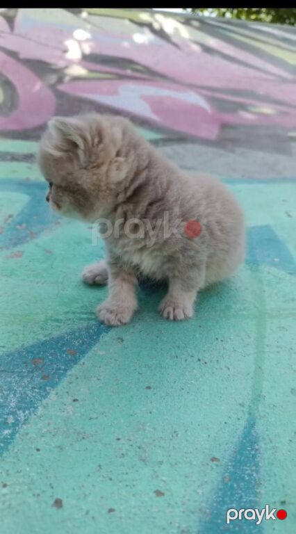 Британские котята — Pişiklər, Bakı (6)