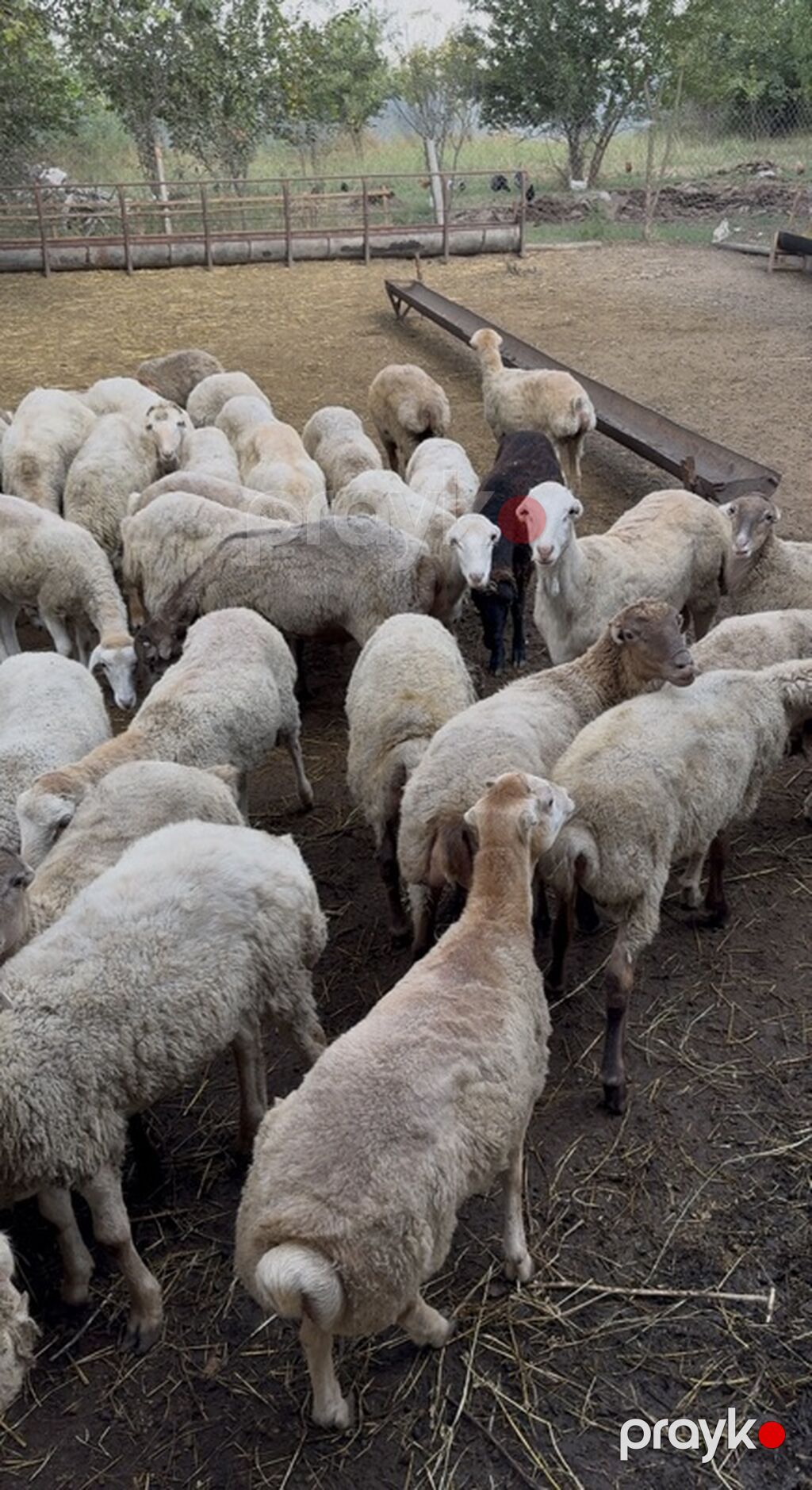Qoyun sürüsü – qarışıq rəng və tiplər - Təxminən orta yaşlı dişi və — Kənd təsərrüfatı heyvanları, Kürdəmir (2)