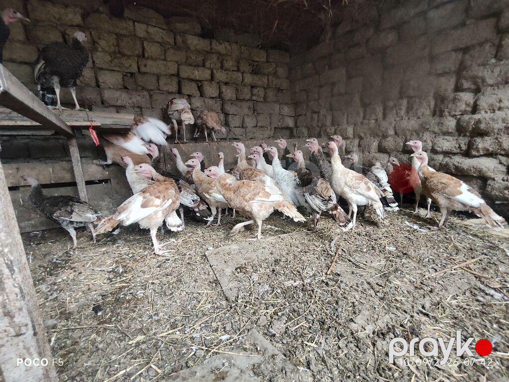 Hind toyuqları (papaqı) – müxtəlif rənglərdə sürü - Növ: hind quşu — Digərləri, Hacıqabul (2)