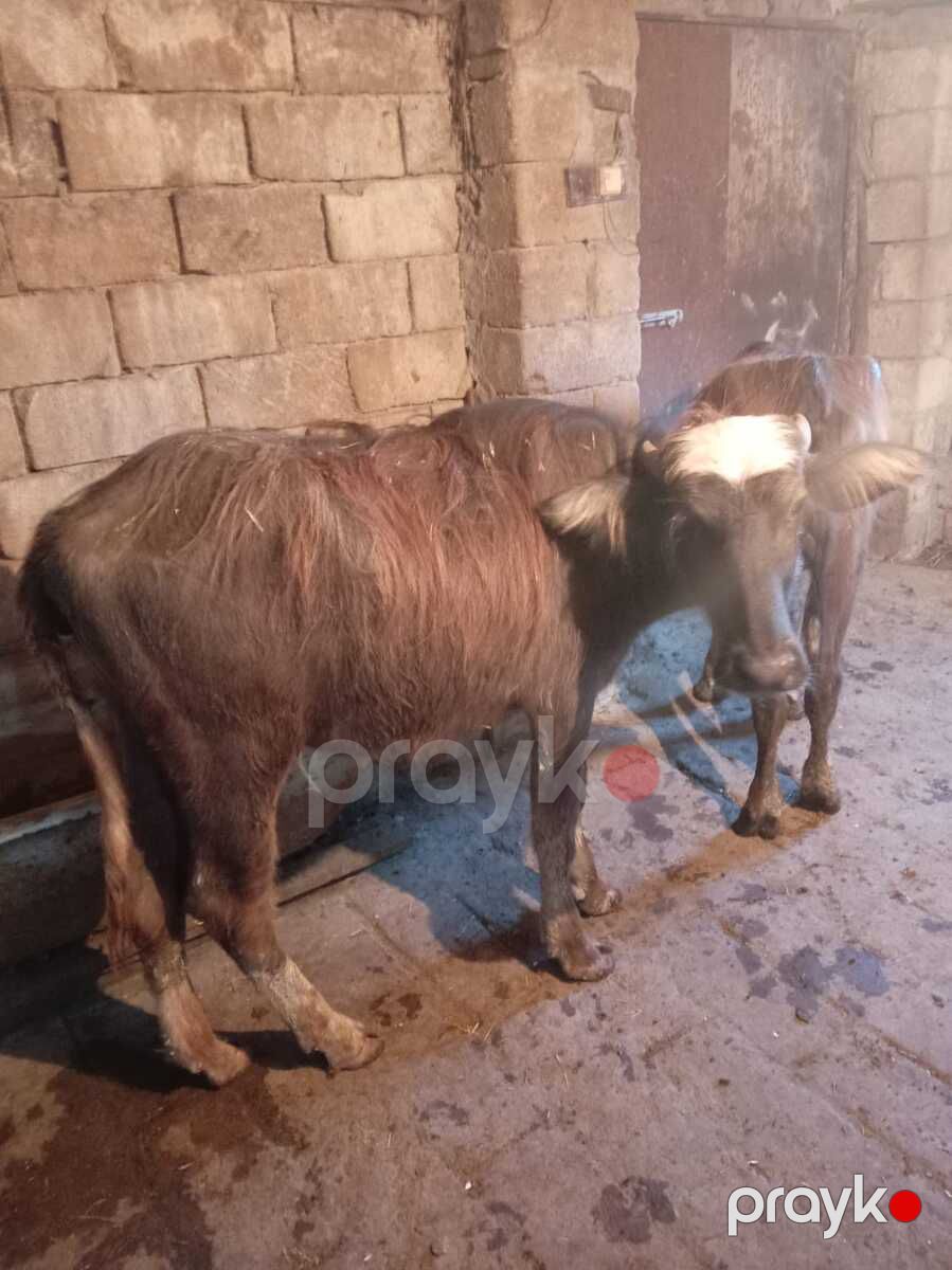 Camış balası — Kənd təsərrüfatı heyvanları, Şamaxı (2)