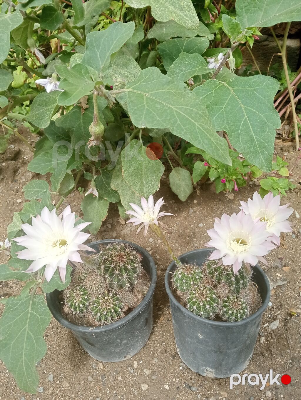 Çiçəkli kaktus – Echinopsis (saksıda) - Növ: Echinopsis (lobivioid — Qapı bitkələri, Digah (8)