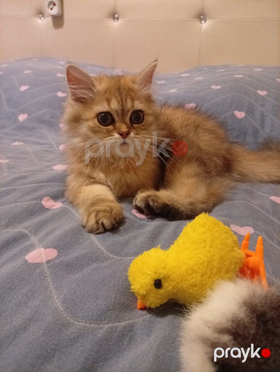 Qızılı şinşilla pişiyi — Pişiklər, Bakı (8)
