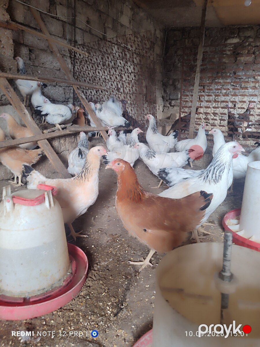 Kənd çolpaları — Quşlar, Bakı (5)