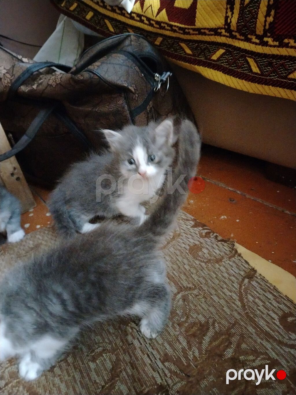 Sibir, Erkək, Yaxşı əllərə, Ünvandan götürmə — Pişiklər, Xırdalan (5)