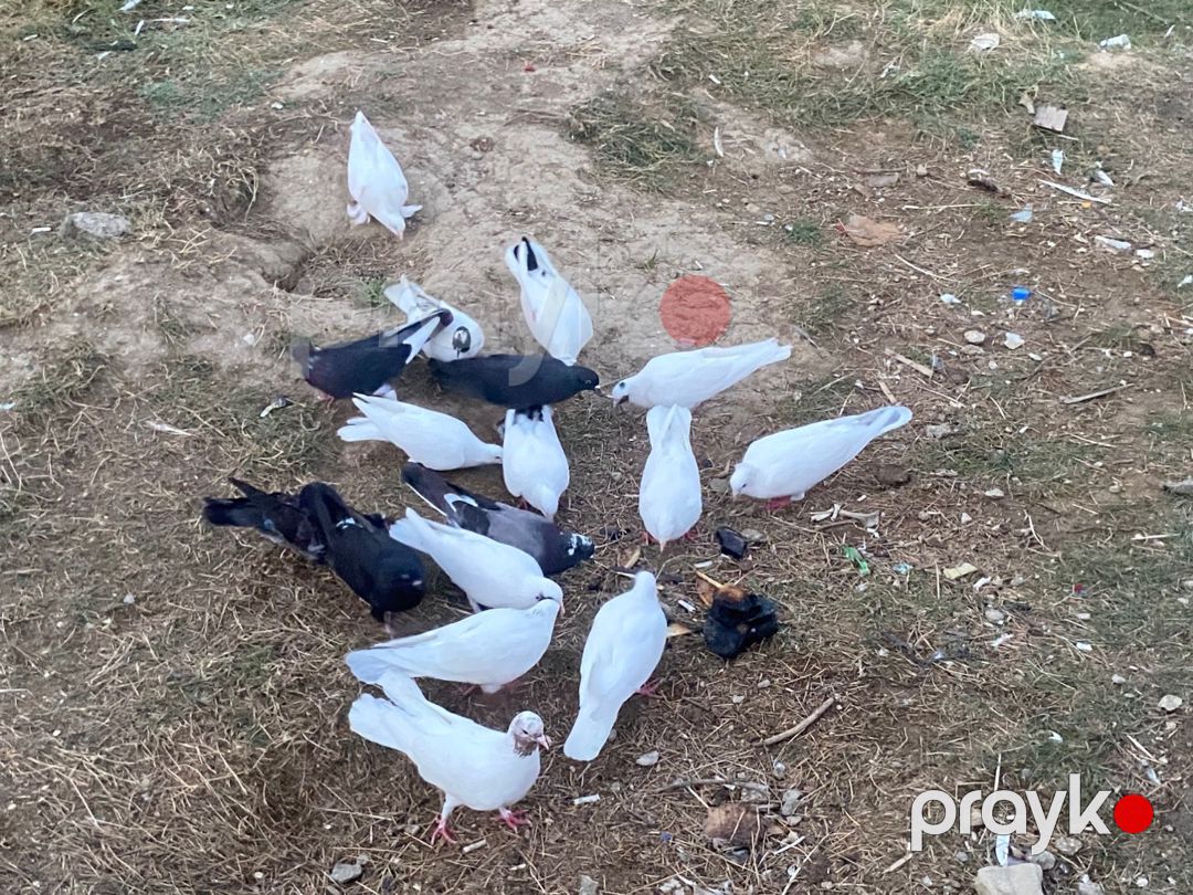 Göyərçin — Quşlar, Bakı (4)