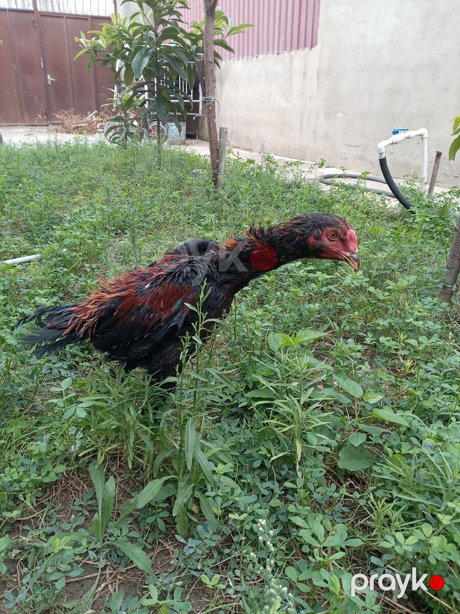 Heyratı çolpalar — Quşlar, Xırdalan (10)