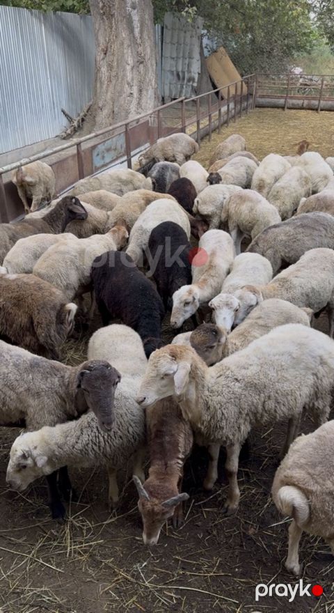 Qoyun sürüsü – qarışıq rəng və tiplər - Təxminən orta yaşlı dişi və — Kürdəmir