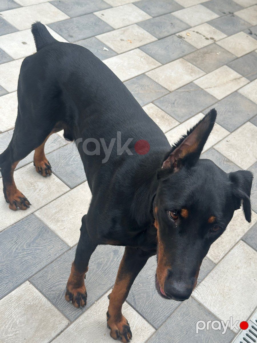 Doberman — Köpəklər, Bakı (3)