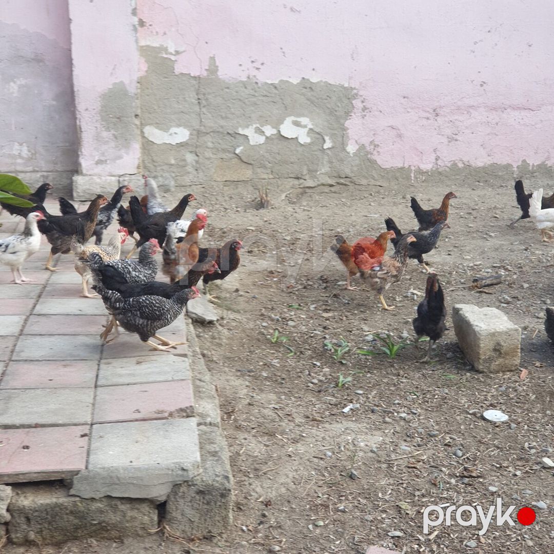 Kənd çolpaları — Quşlar, Sumqayıt (2)