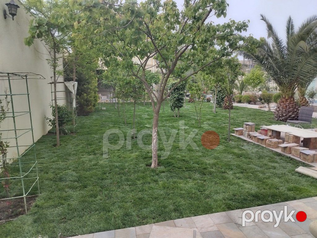 Qazon — Bitkilər, Bakı (6)