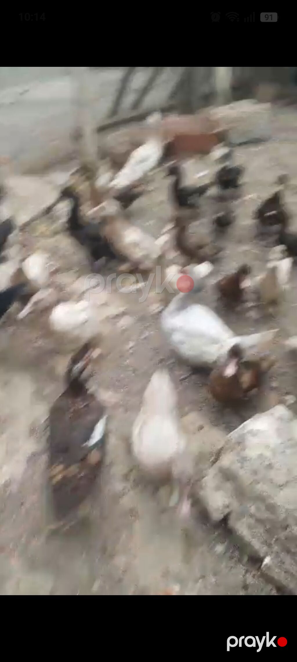 Satılır: cins ördəklər - Şəkillərdə müxtəlif rəng çalarlarında (ağ — Digərləri, Bakı (2)