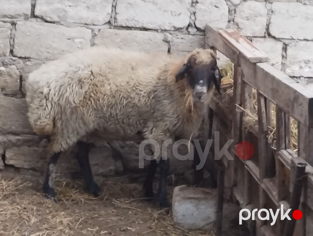 Növ: yerli ətlik qoyunlardi — Kənd təsərrüfatı heyvanları, Bakı (3)