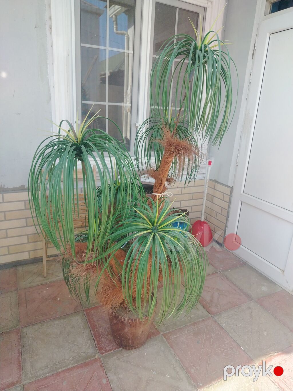 Nolina (Beaucarnea recurvata) – “Fil ayağı” dekorativ otaq ücün Palma — Qapı bitkələri, Bakı (3)