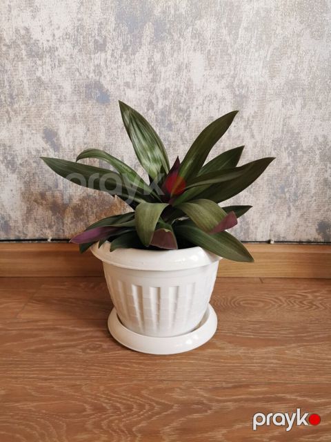 Tradescantia — Bakı