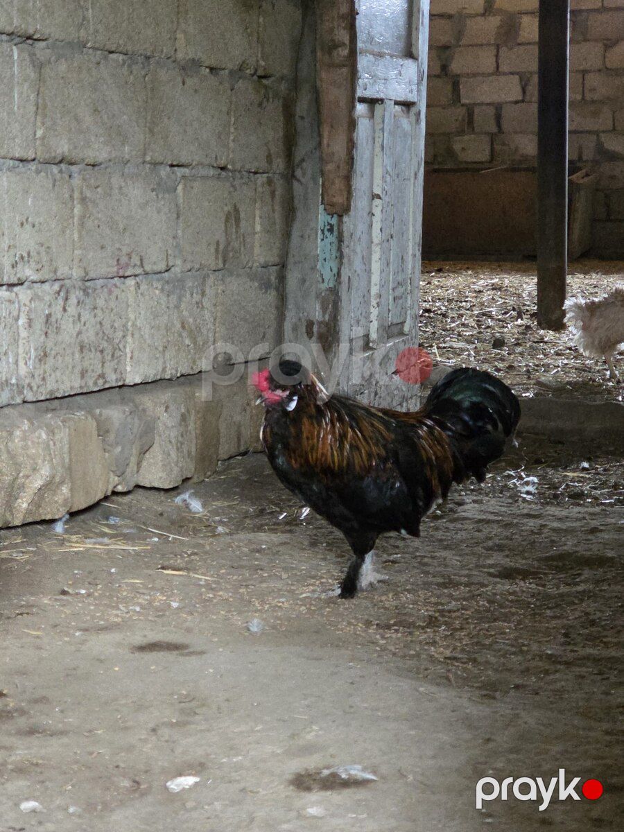 Sultan xoruzu — Quşlar, Bakı (3)