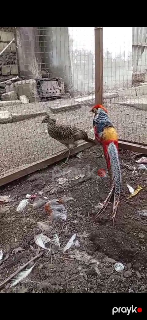 Satılır cüt qırqovul — Masallı