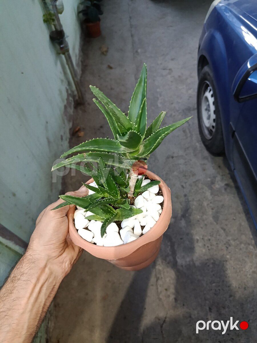 Aloe arborescens — Bitkilər, Xırdalan (4)
