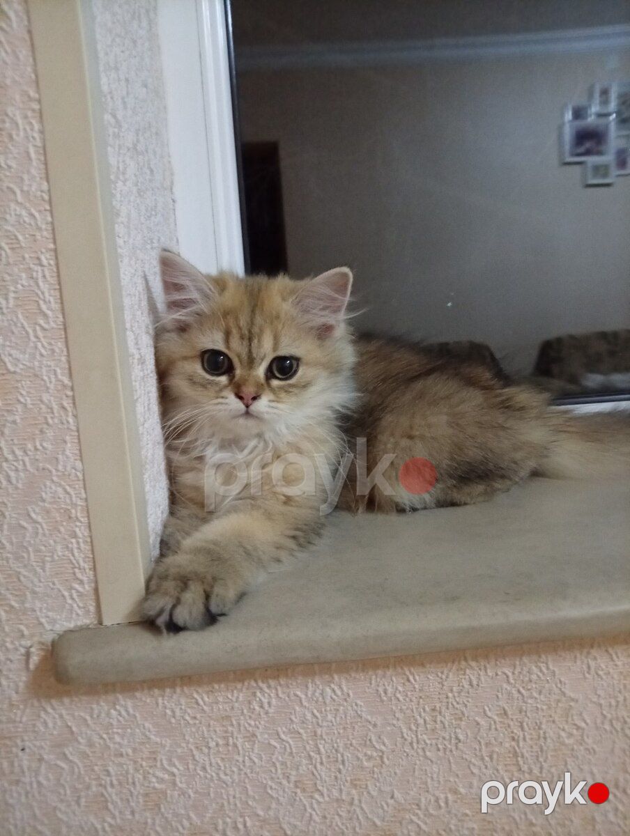 Qızılı şinşilla pişiyi — Pişiklər, Bakı (9)