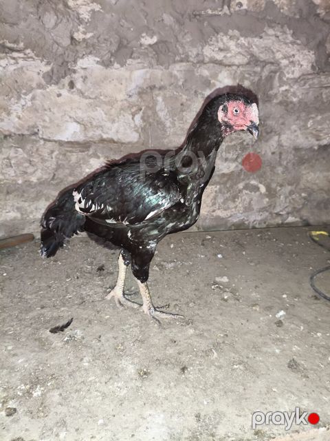 Heyratılar — Bakı