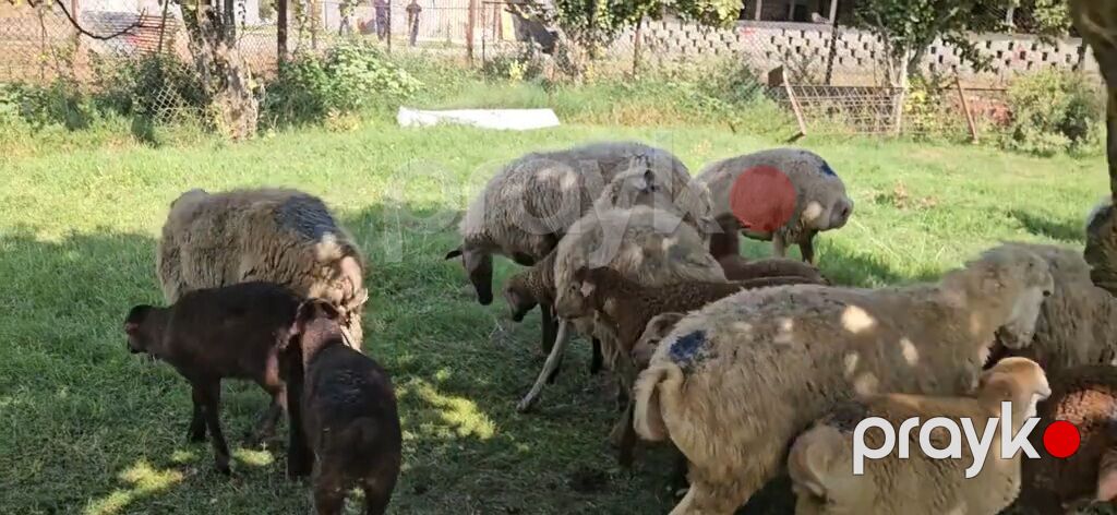 Dişi, il: 1, Damazlıq, Pulsuz çatdırılma — Kənd təsərrüfatı heyvanları, Yevlax (9)