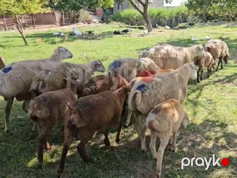 Dişi, il: 1, Damazlıq, Pulsuz çatdırılma — Yevlax
