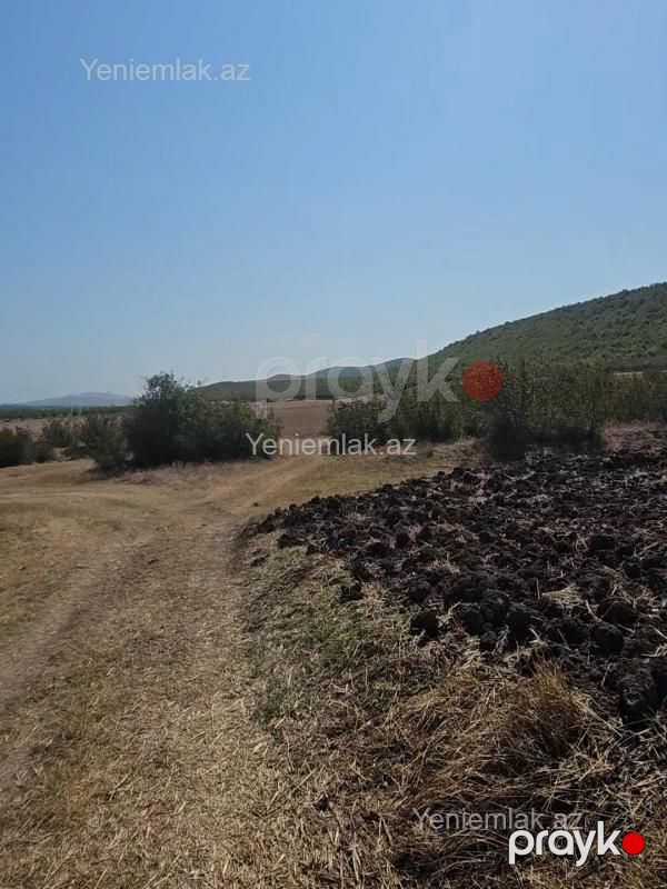 Satılır Torpaq sahəsi, 20000 sot, Qəbələ — Torpaq, Qəbələ (4)
