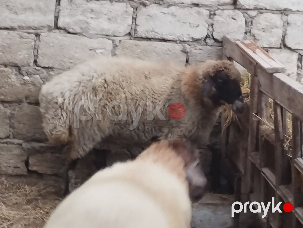 Növ: yerli ətlik qoyunlardi — Kənd təsərrüfatı heyvanları, Bakı (2)