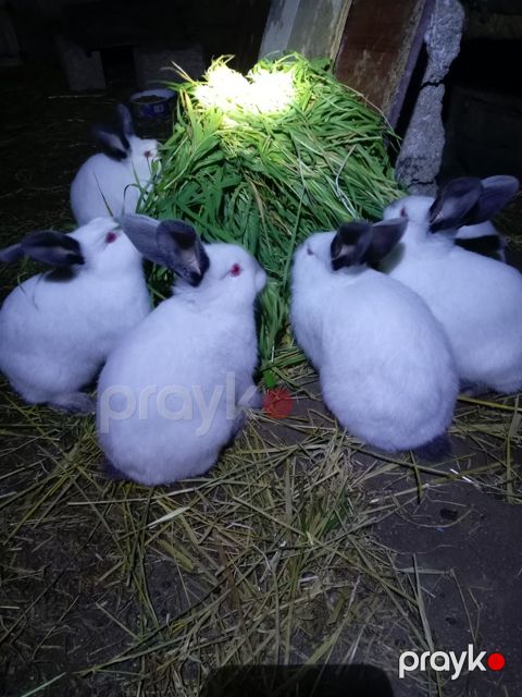 Kaliforniya dovşanı — Bakı