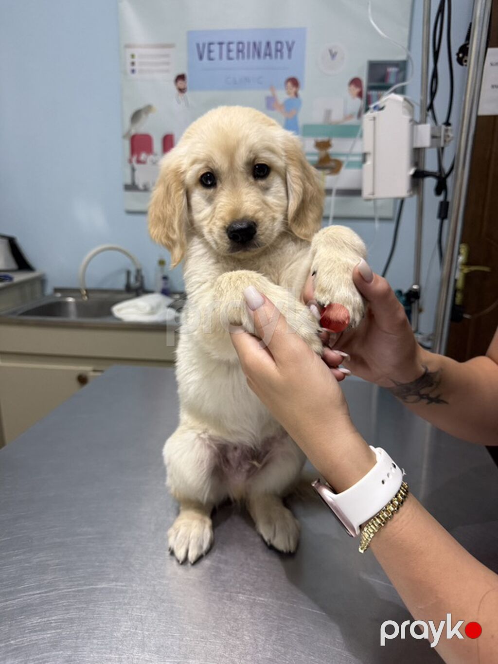 Safqan golden retriever balasıdır, 2 aylıq erkey baladır, veterinerde — Köpəklər, Digah (3)