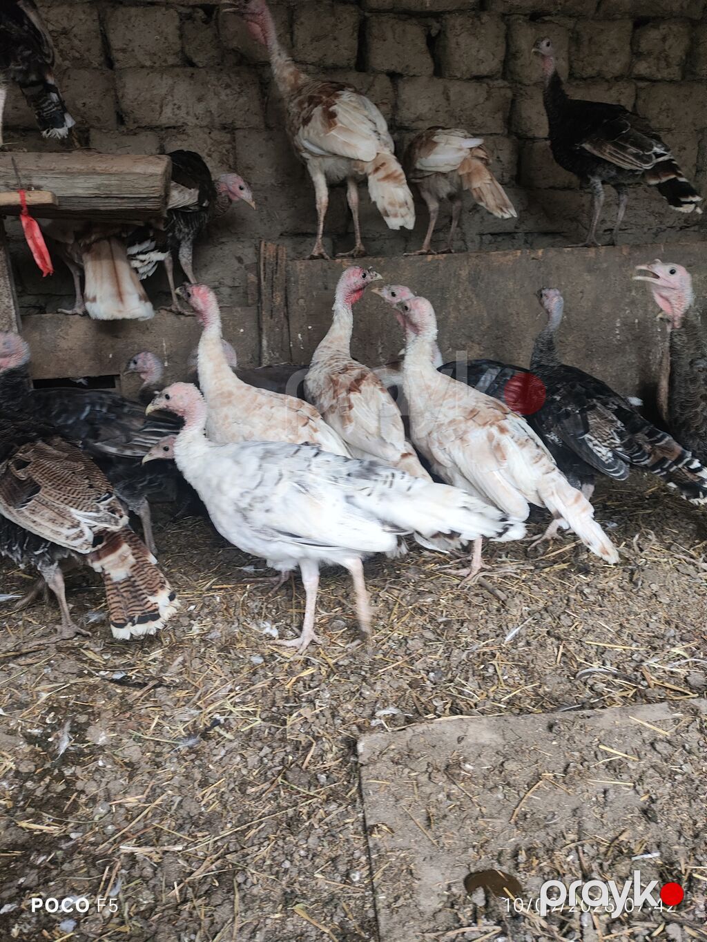 Hind toyuqları (papaqı) – müxtəlif rənglərdə sürü - Növ: hind quşu — Digərləri, Hacıqabul (4)