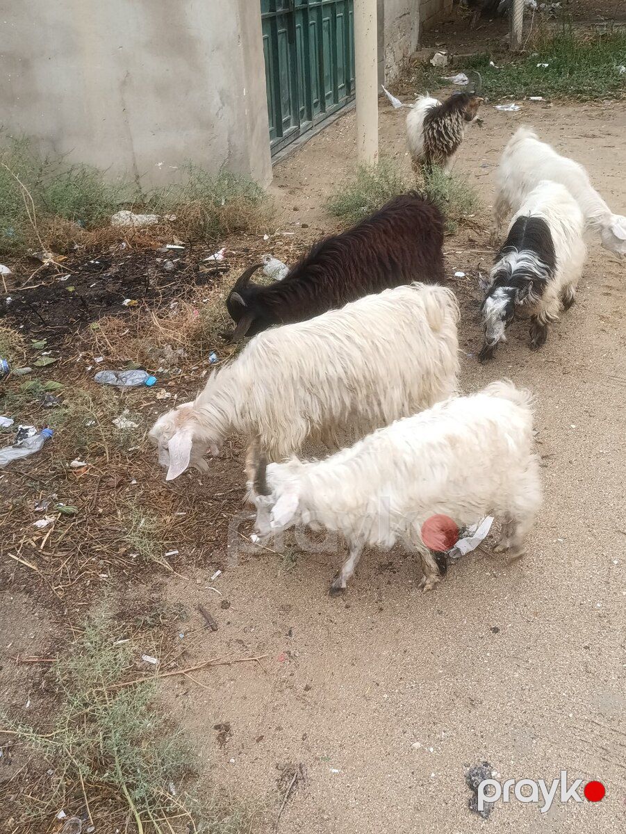 Keçi — Kənd təsərrüfatı heyvanları, Bakı (4)