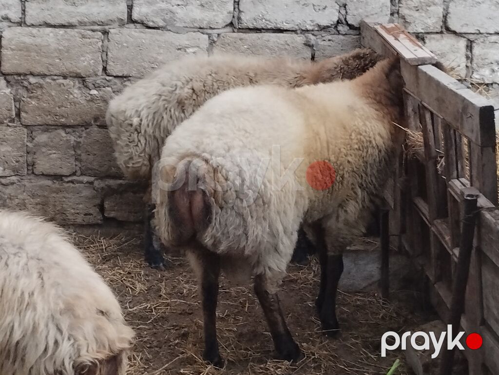 Növ: yerli ətlik qoyunlardi — Kənd təsərrüfatı heyvanları, Bakı (5)