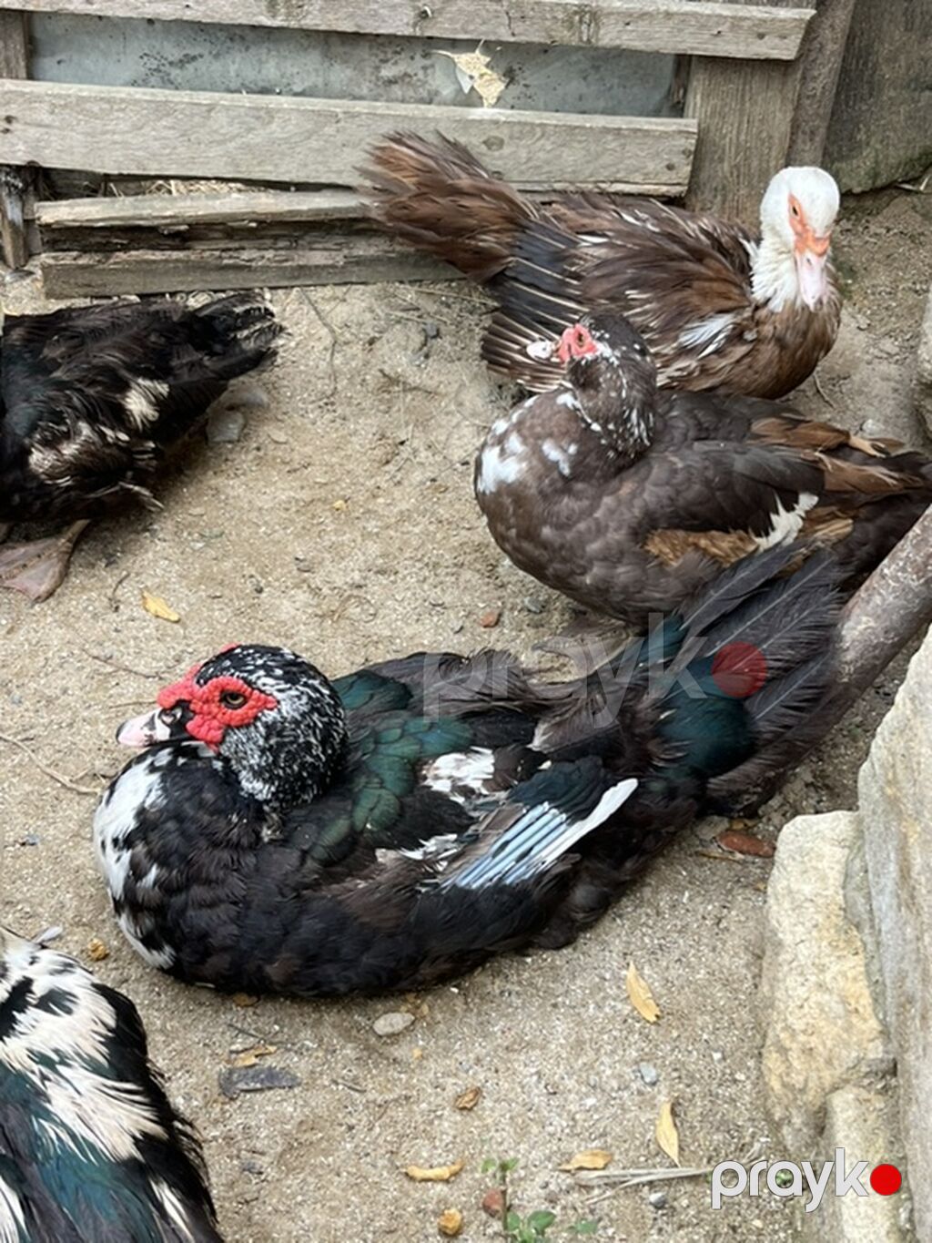 Salam diqqetle oxuyun zehmet deilsə 18 manatdan 35 manata kimi 18 — Digərləri, Fatmayı (3)