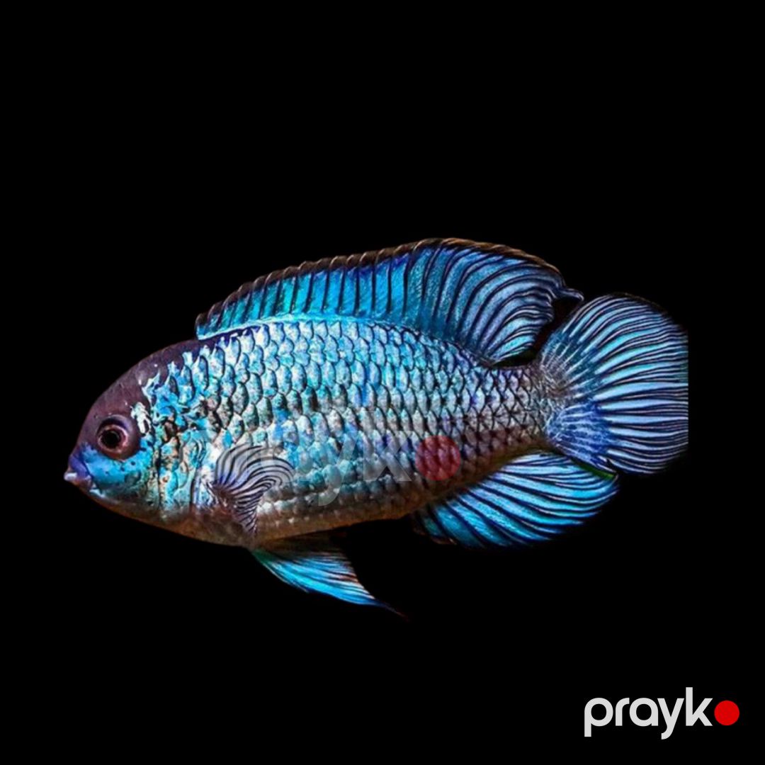 Nannakara Blue Neon balıqları — Akvariumlar və balıqlar, Bakı (2)