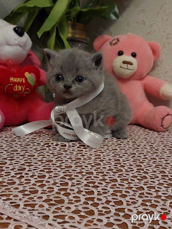 Британские котята — Pişiklər, Bakı (4)